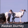 Alaska Journey Tour